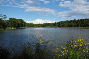 Krtský rybník