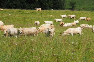 Stáda kraviček na pastvinách za Cetvinami