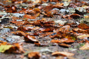 podzimní listí lemuje naši cestu a šustí pod našima botama