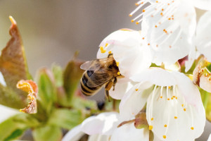 Jaro v plném proudu a včelky pilně opylují.