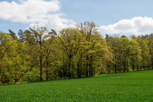Svěží jarní les po zelené za křížkem u Skaličky.