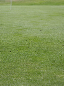 DEN 4. Čerstvé stopy v mokré trávě golfového hřiště, Luby.