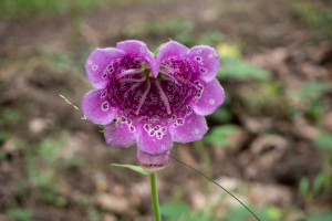 Digitalis v nečekaně obřím provedení